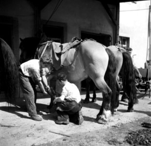 Hoefsmid Georg Krauss beslaat paarden, Bestanddeelnr 254-3183