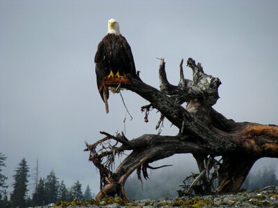 Alaska bird nature
