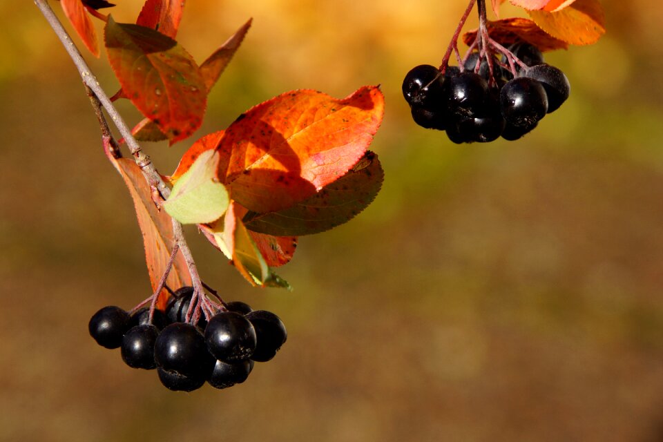 Aronia berries are bunch fall colors