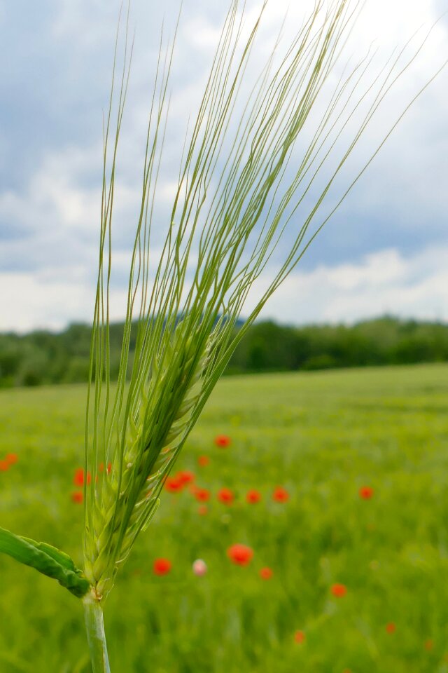 Field macro close up