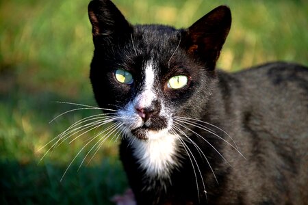 Park sweet animal portrait