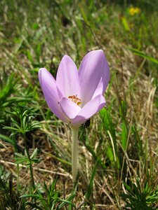 Spring purple flower