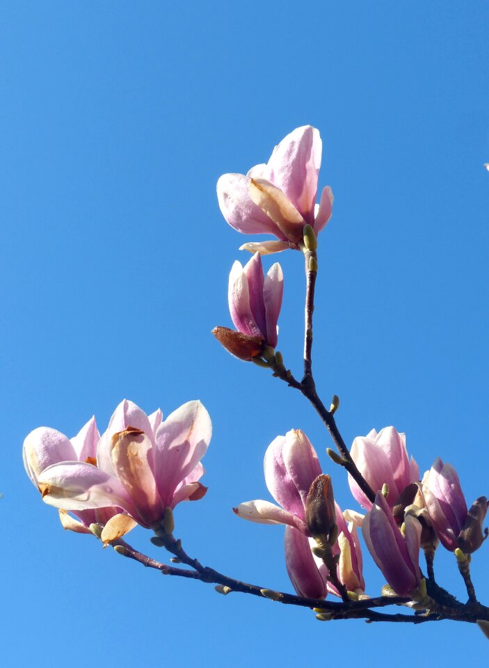 Branch flowers pink