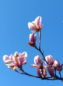 Branch flowers pink