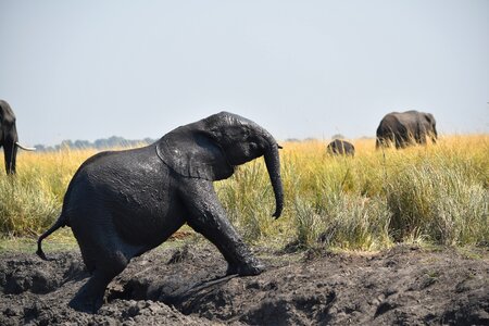 Botswana elephant baby photo