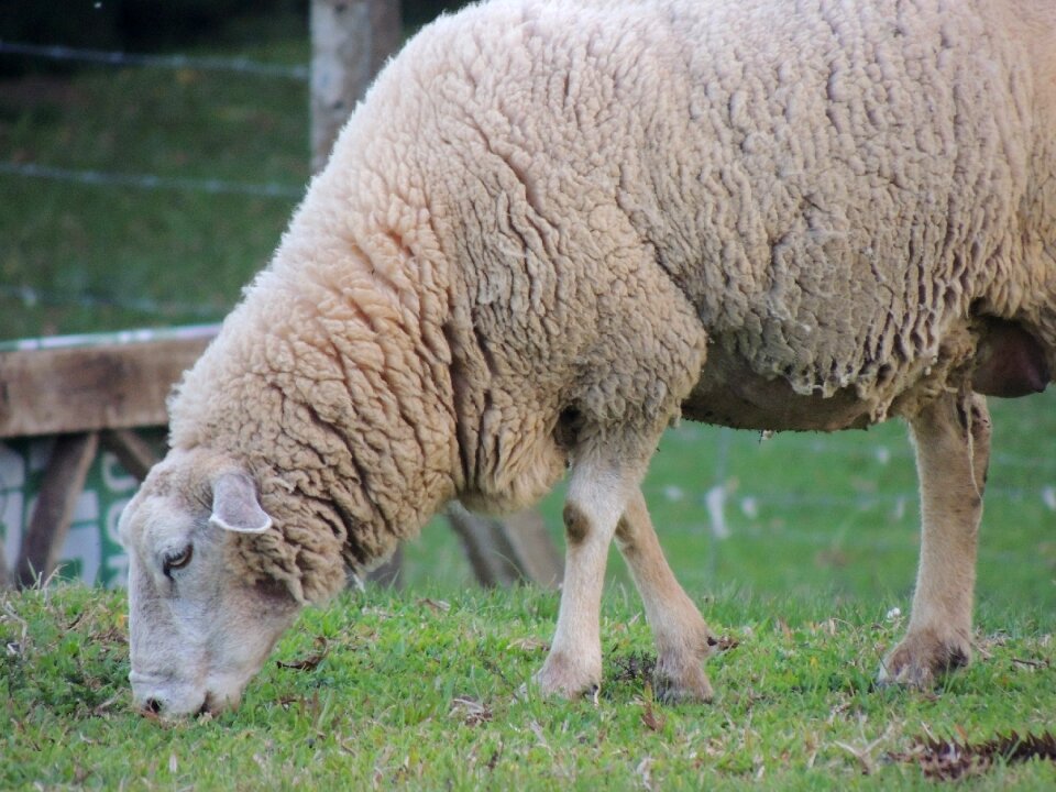 Sheep pasture close