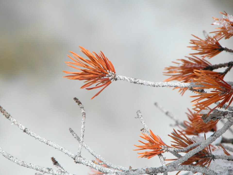 Season plant outdoor