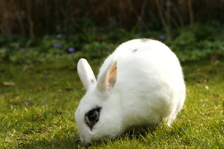 Animal cut house rabbit photo