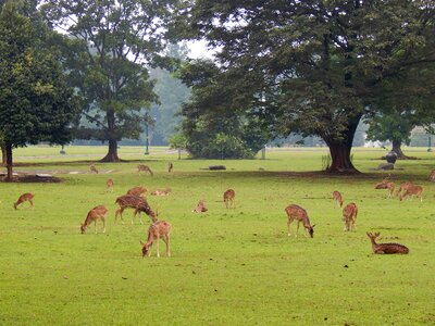 Nature wildlife mammal photo