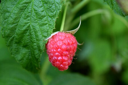 Food fruit fresh photo