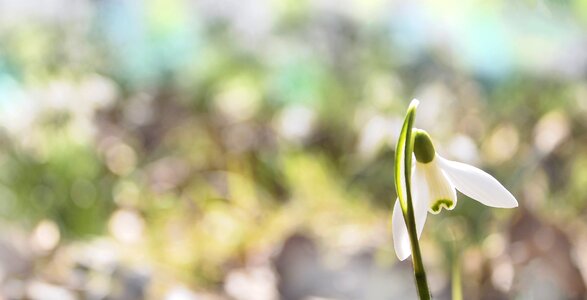 Green blossom bloom