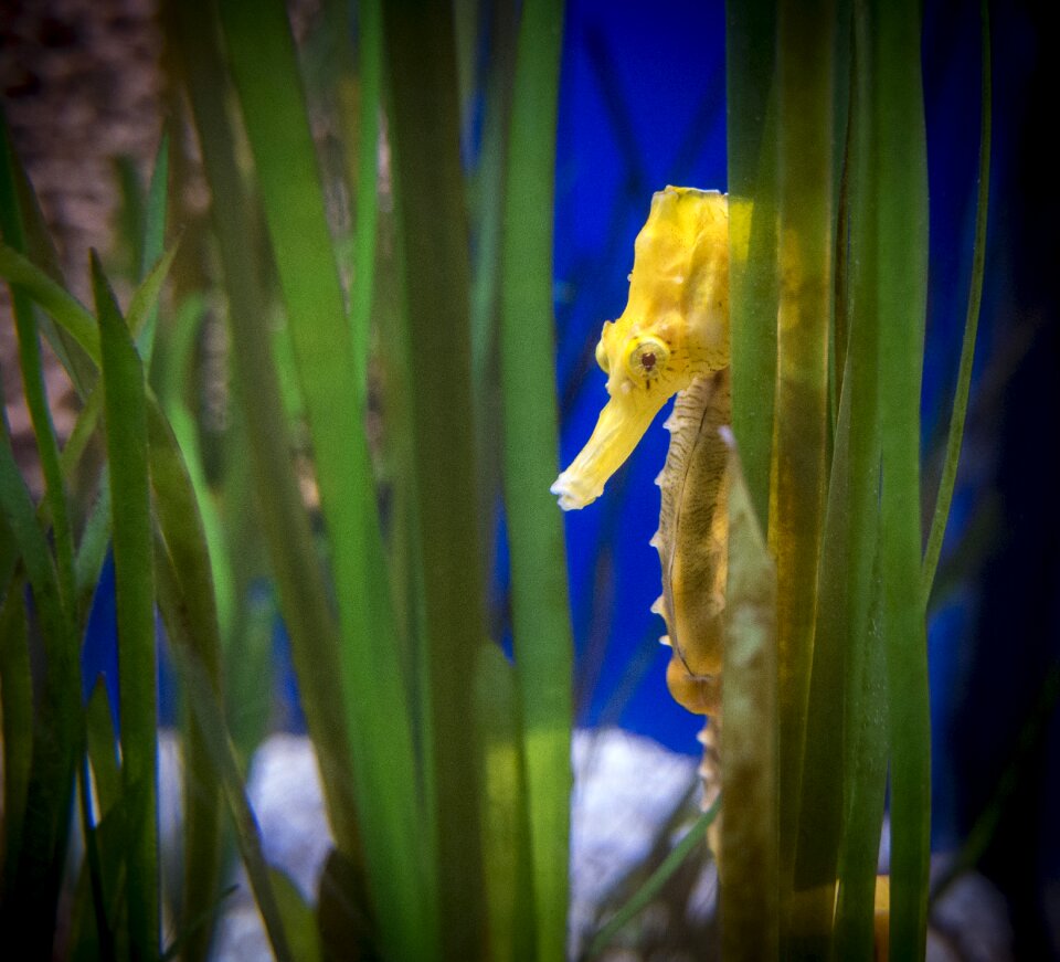 Horse fish marine photo