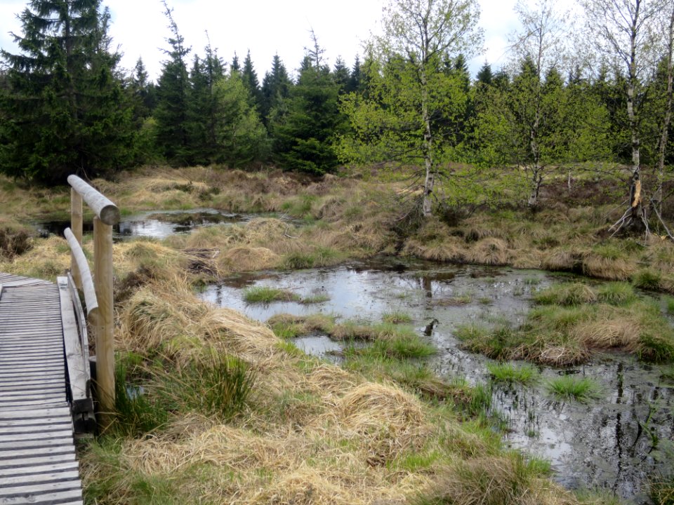 Hochmoor Georgenfeld