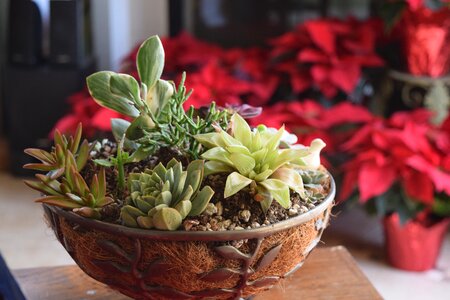 Husk basket garden