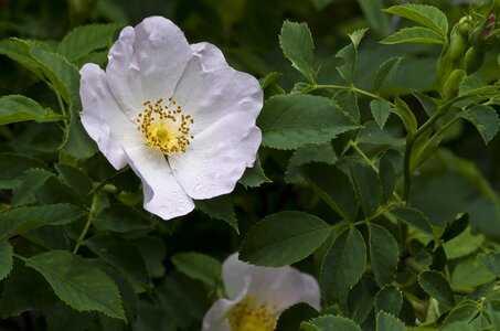 Roses bush rose bloom
