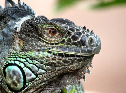 Animal dragon green