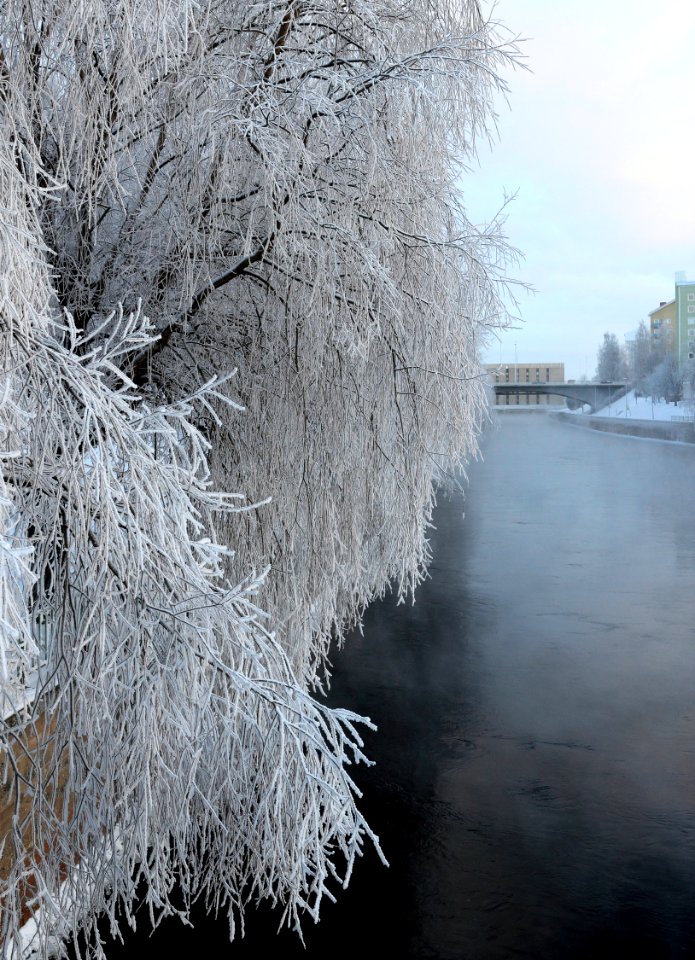 Hoar-frosted trees Tuira Oulu 20140119