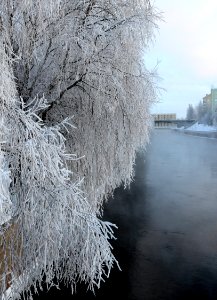 Hoar-frosted trees Tuira Oulu 20140119