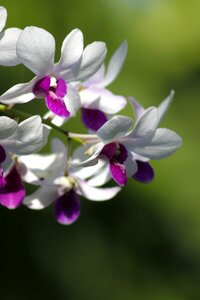 Natural purple plants