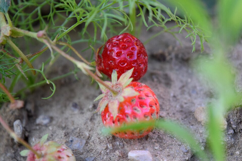 Food fresh fruit