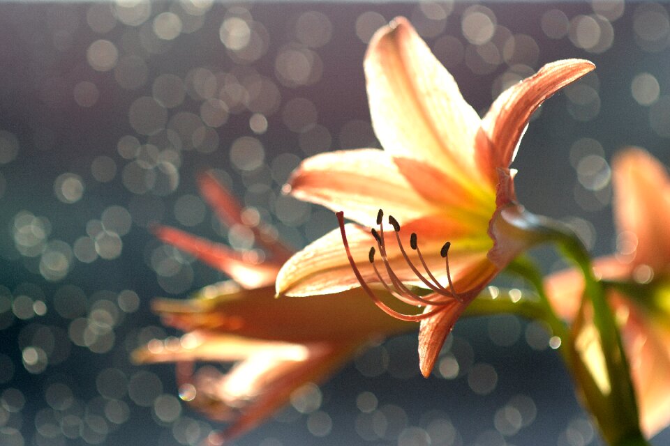 Nature by nature garden