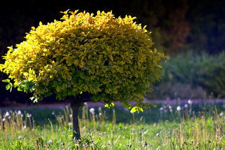 Writ large nature an unusual tree