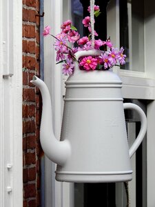 Decoration plant beautiful