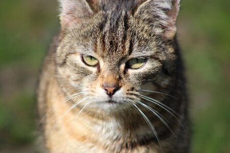 Cat's eyes grim evil