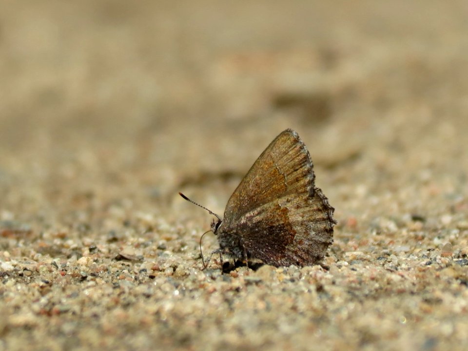 Hoary elfin Callophrys polios 7801458 2017-06-03