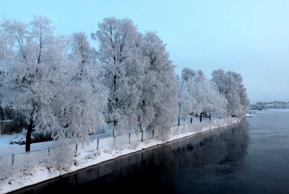 Hoar-frosted trees Tuira Oulu 20130106