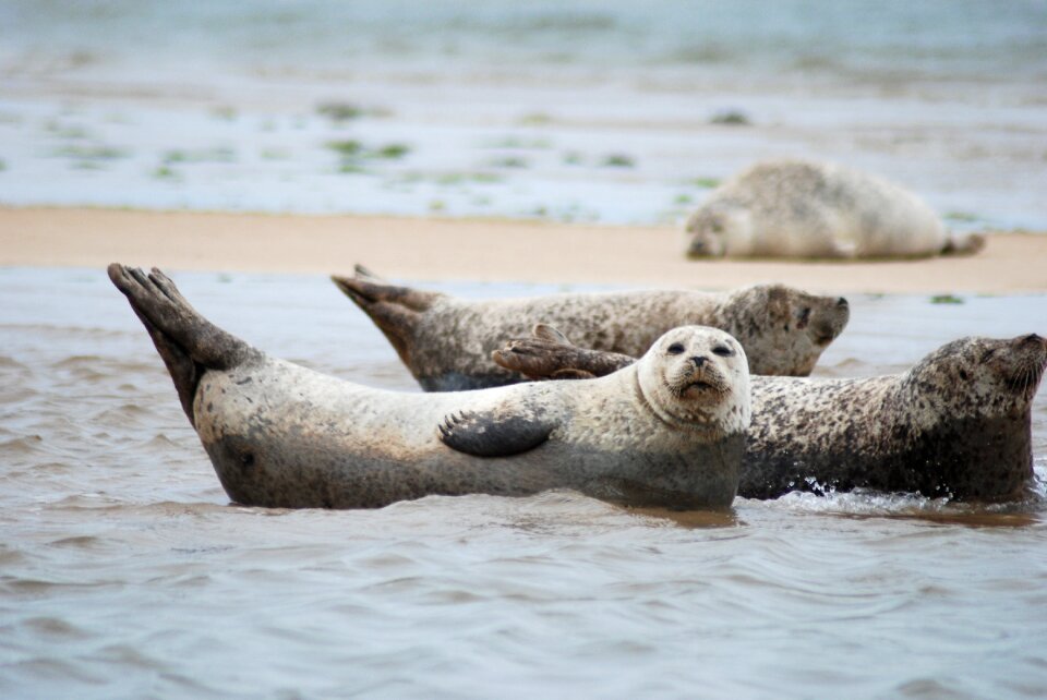Norfolk grey seals wildlife