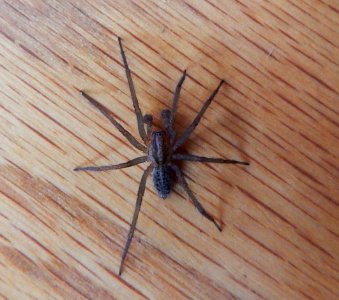 Hobo spider in western Washington