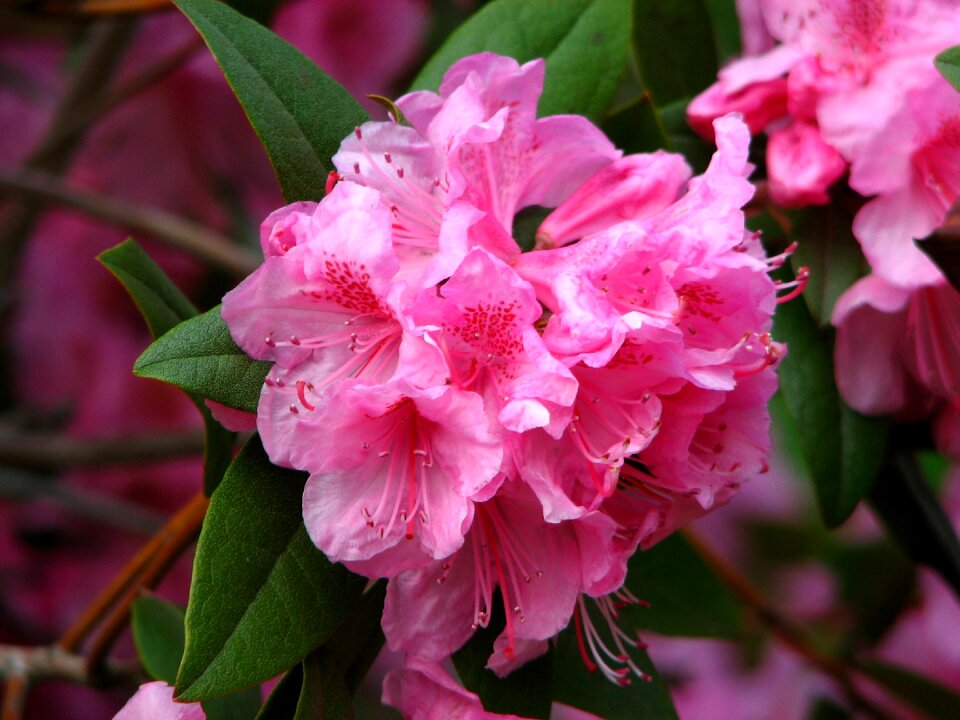 Azalea pink blooms flower