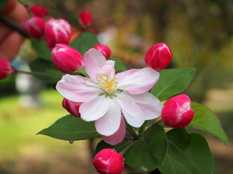 Begonia flower spring campus
