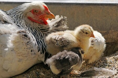 Chicks poultry country life photo