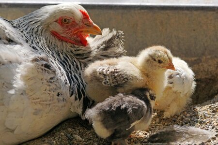 Chicks poultry country life