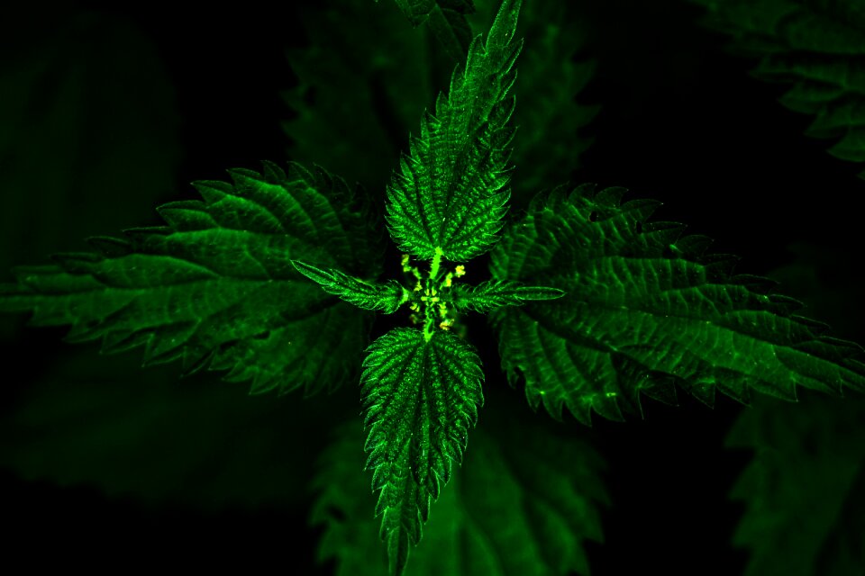 Pain green blind nettle