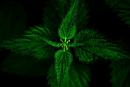 Pain green blind nettle