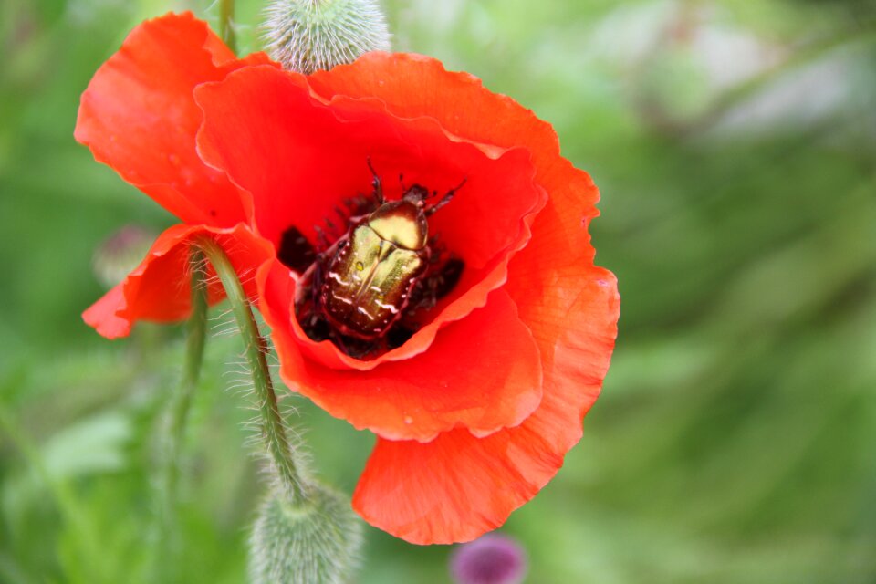 Flower poppy nature