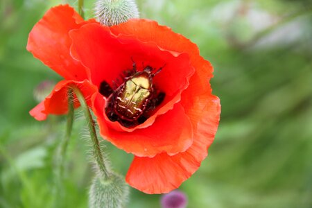 Flower poppy nature