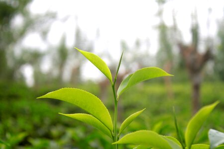 Plant sri lanka green tea photo