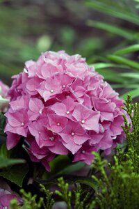 Hydrangea flower ornamental plant nature