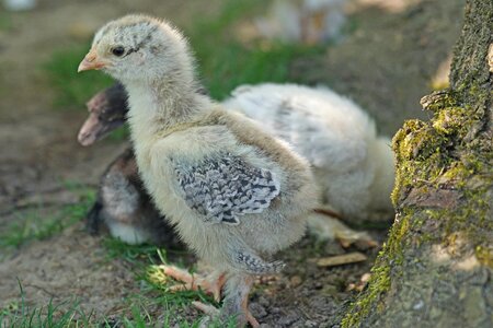Poultry country life free range