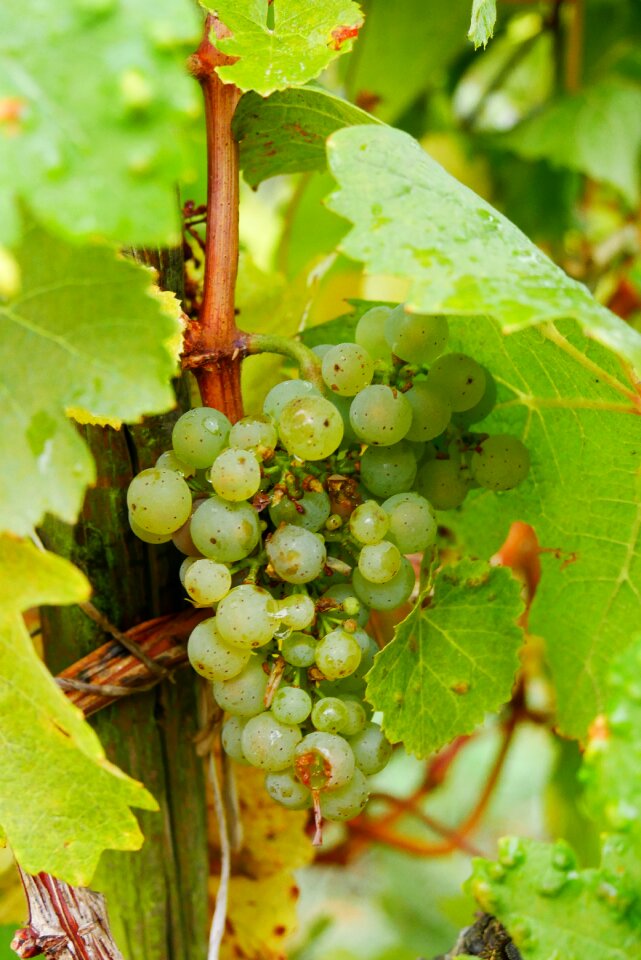 Winegrowing plant harvest