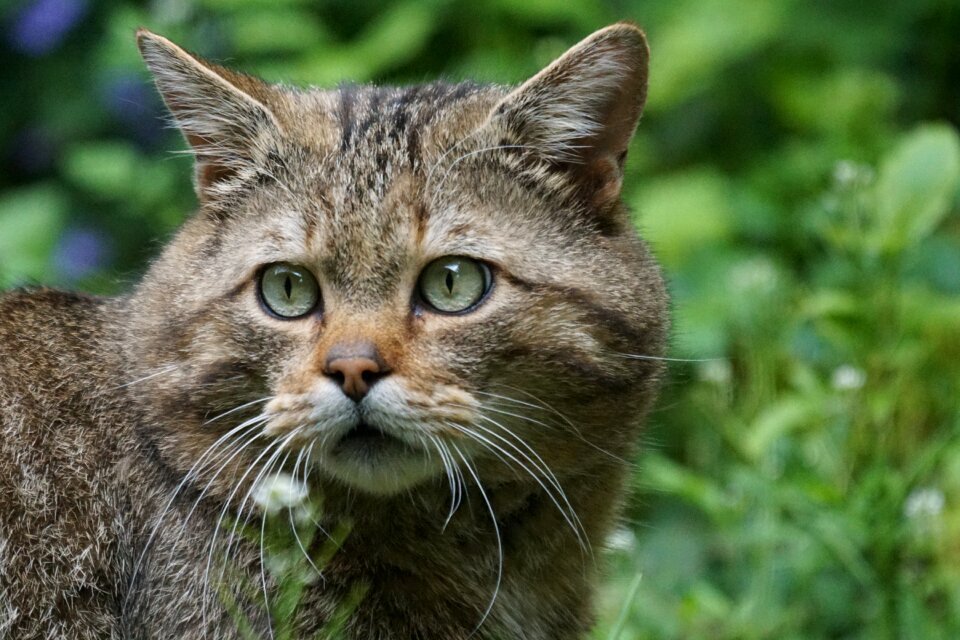 European protected felis silvestris