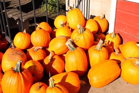 Orange halloween holiday photo