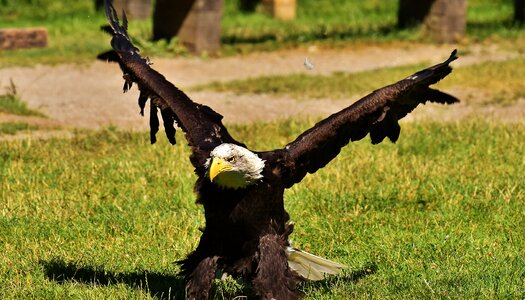 Raptor bald eagle bird of prey