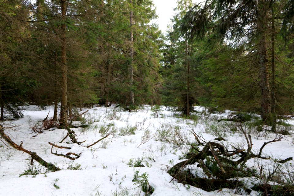Hoher Ochsenkopf 2020-03-15 25