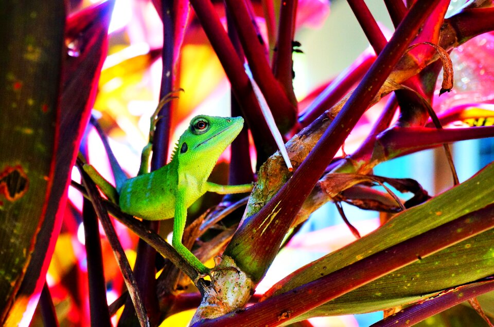 Reptile wildlife animal