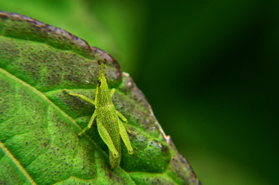 Grasshopper garden leaves